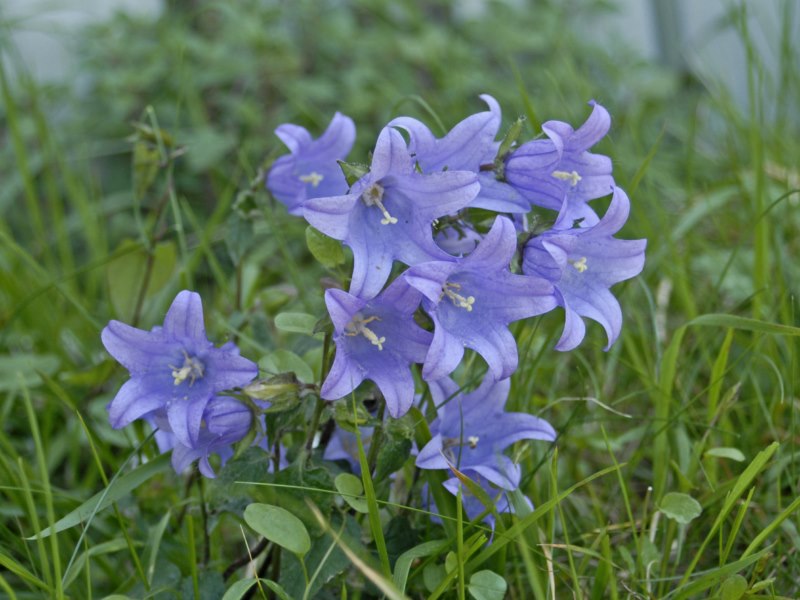 Campanula trachelium